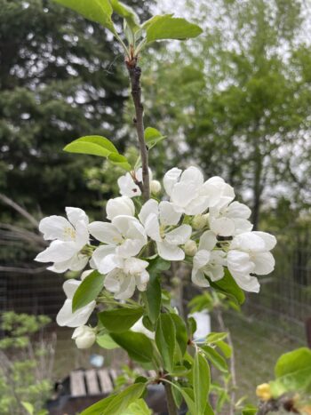 Centennial Crabapple