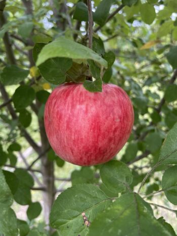 State Fair Apple