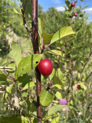 Compass Cherry Plum