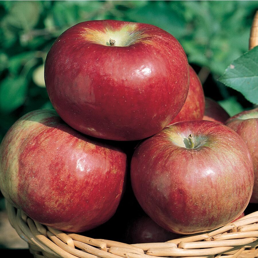 Cortland – Yes! Apples