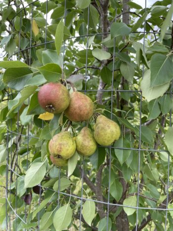 Golden Spice Pear