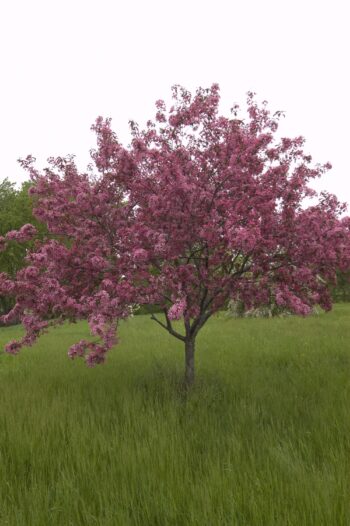 Adams Crabapple