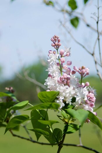 Beauty of Moscow Lilac