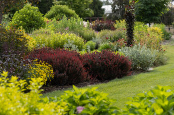 Cabernet Barberry