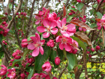 Courageous Crabapple