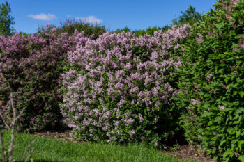 Dwarf Korean Lilac