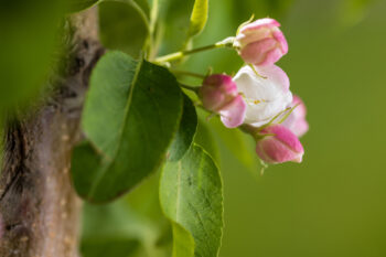 Green Wall Spire Crabapple