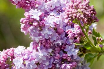 President Grevy Lilac