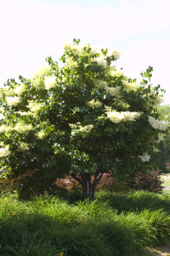 Japanese Tree Lilac