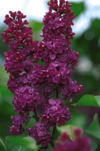 Ludwig Spaeth Lilac