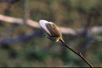 Merrill Magnolia