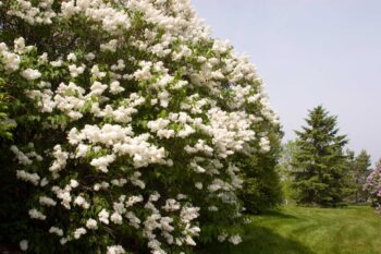 Mount Baker Lilac