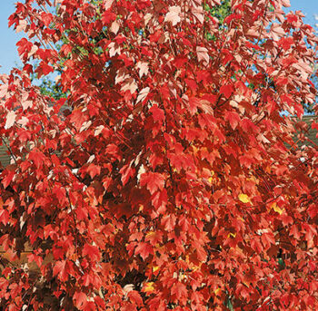 October Glory Maple