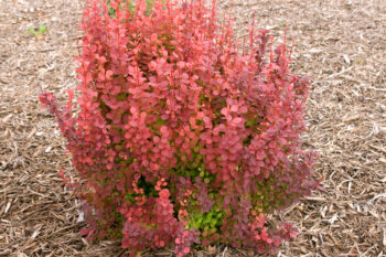 Orange Rocket Barberry