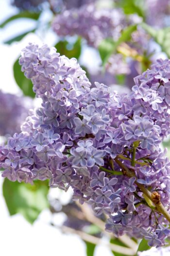 President Lincoln Lilac