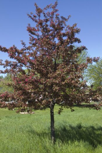 Profusion Crabapple