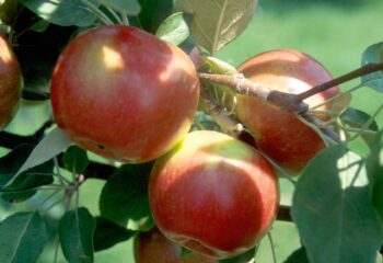 Red Regent Apple