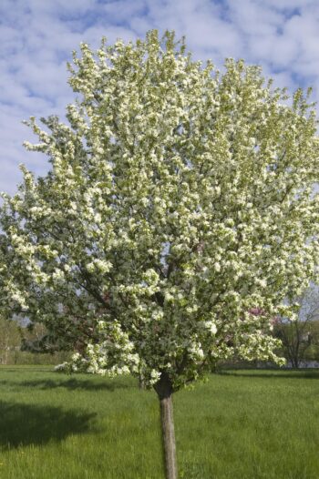 Spring Snow Crabapple