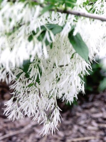 White Fringetree