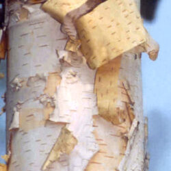 Renaissance Oasis Paper Birch