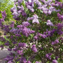 Albert Holden Lilac