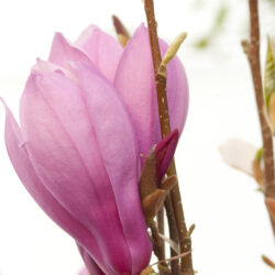 Ann Pink Magnolia