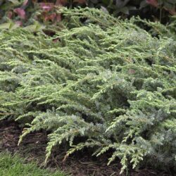 Blueberry Delight Juniper