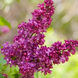 Charles Joly Lilac