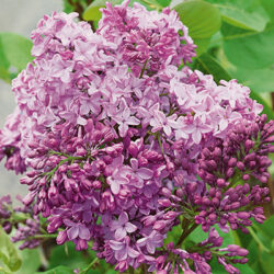 Declaration Lilac