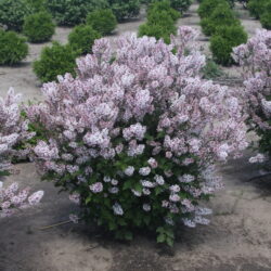 Dream Cloud Manchurian Lilac