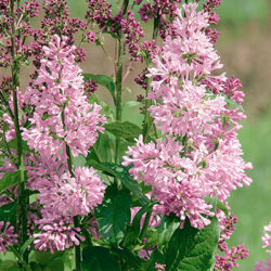 Minuet Lilac