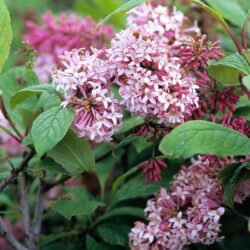 Miss Canada Lilac