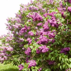 Monge Lilac