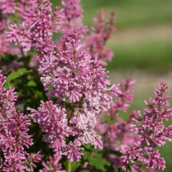 Pinktini Lilac