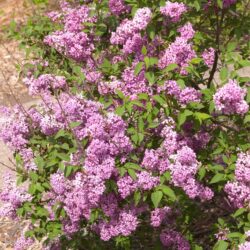 Saugeana Chinese Lilac