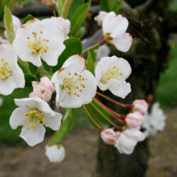 Sargent Crabapple