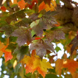 Sun Valley Maple
