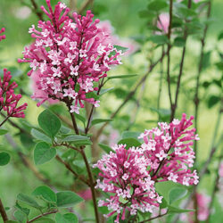 Tinkerbell Lilac