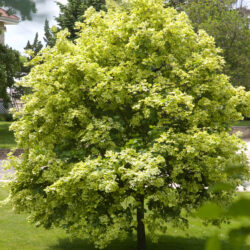 Variegated Norway Maple