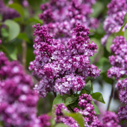 Virtual Violet Lilac