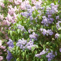 Wedgewood Blue Lilac
