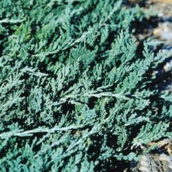 Wilton Blue Rug Juniper